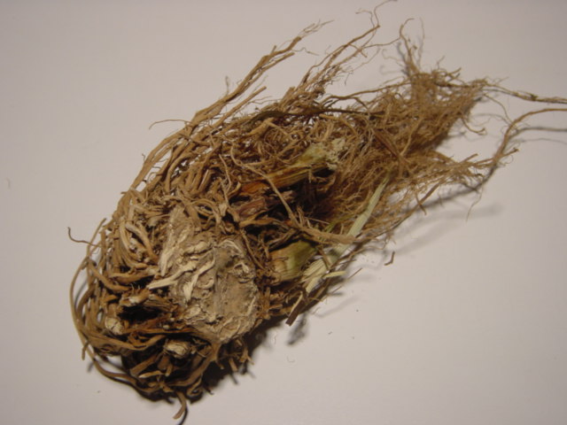 This is what the Valerian Root looks like