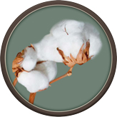 Organic Cotton Benefits Image